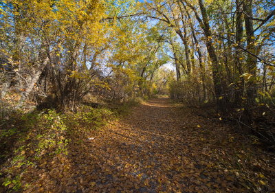 Along The Leaf Covered Path