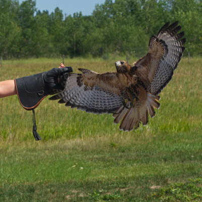 Flying In For Food