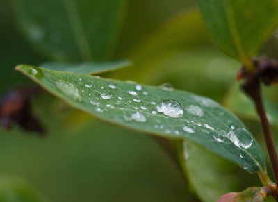 Some Drops