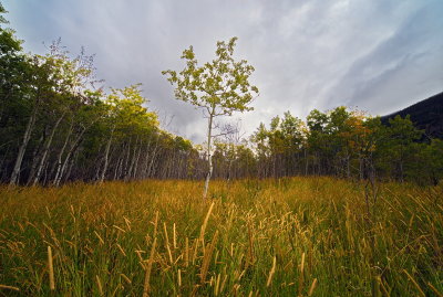 Autumn Meadow