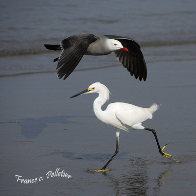 Aigrette neigeuse et Mouette ??