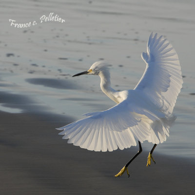 Aigrette neigeuse