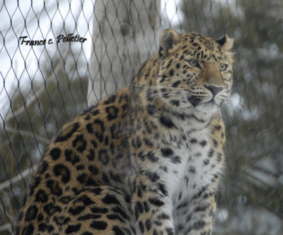 _DSC0125-Leopard de l amour-site.jpg