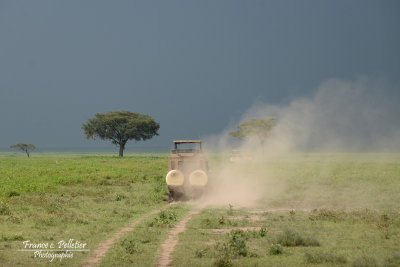 Serengeti_DSC_1478_site.jpg