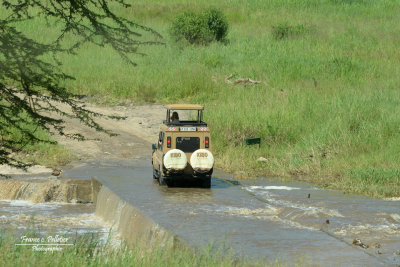 Serengeti_DSC_9588-site.jpg