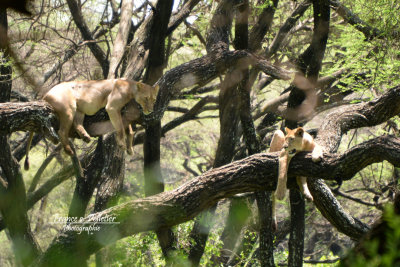 Parc Manyara_DSC_9841_site.jpg