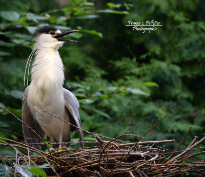 Bihoreau gris_DSC_1504_site.jpg