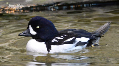 :: Plusieurs espces d'oiseaux ::