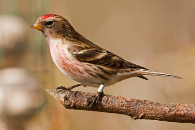 Red Poll