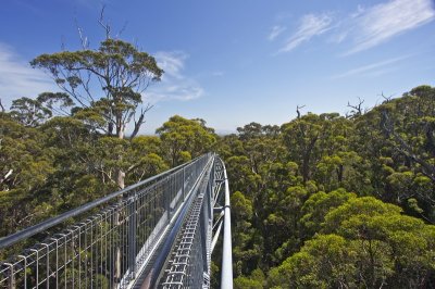 Walpole Tree walk Western Australia