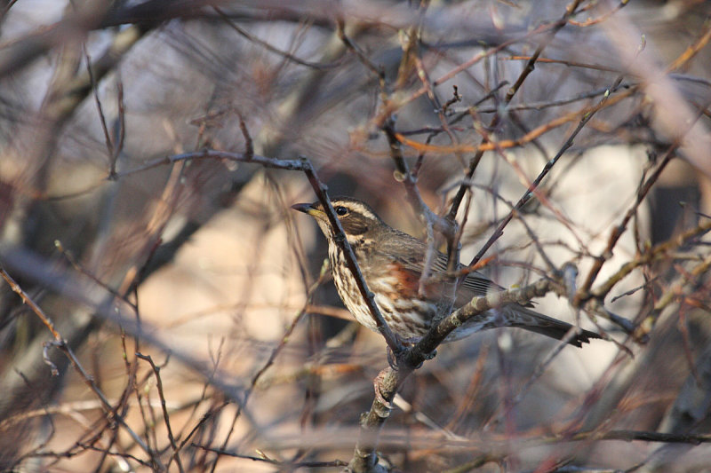 Redwing_coburni_Fossvogur_29-03-2010_002.JPG