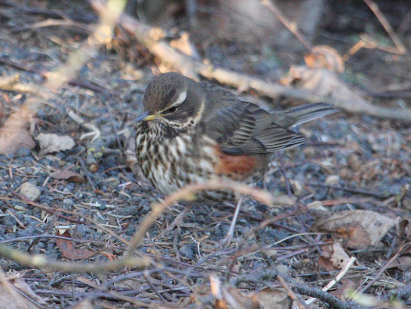 Redwing_coburni_Fossvogur_29-03-2010_008.JPG