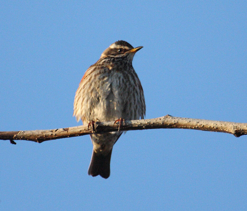 Redwing_coburni_Fossvogur_29-03-2010_012.JPG