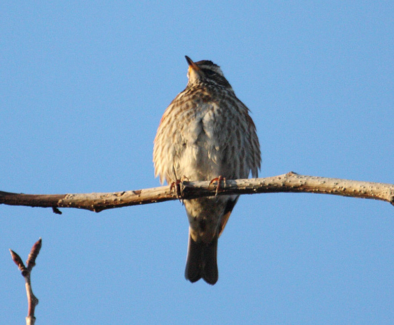 Redwing_coburni_Fossvogur_29-03-2010_013.JPG