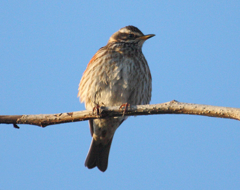 Redwing_coburni_Fossvogur_29-03-2010_014.JPG