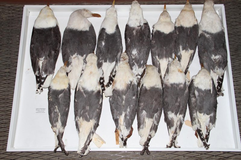SlatybackedGulls_ads_withAdGBBGull top left_Magadan Siberia_summer_24-10-2014_008.JPG