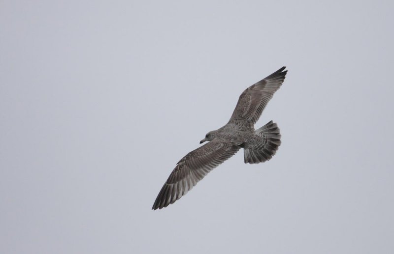 HybridVikingGull2c_Hofn_25-03-2010_065.JPG