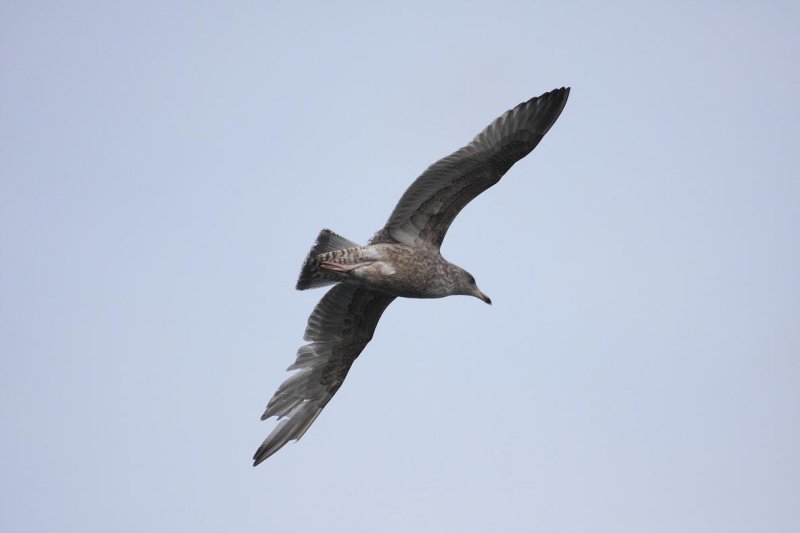 HybridVikingGull2c_Hofn_26-03-2010_020.JPG