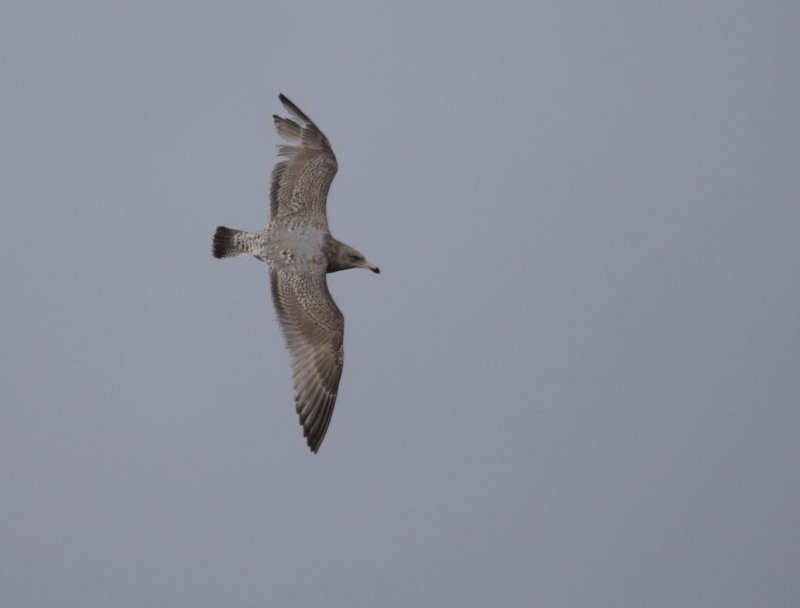 HybridVikingGull2c_Hofn_26-03-2010_025.JPG