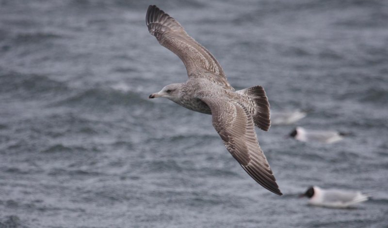 HybridVikingGull2c_Hofn_26-03-2010_070.JPG