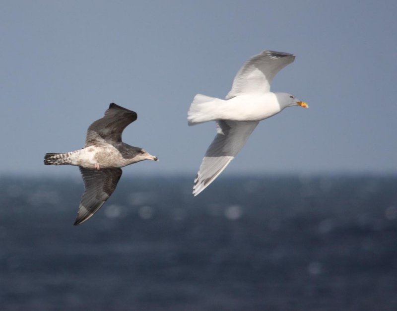 HybridVikingGull2c_Sandgerdi_31-03-2010_008.JPG