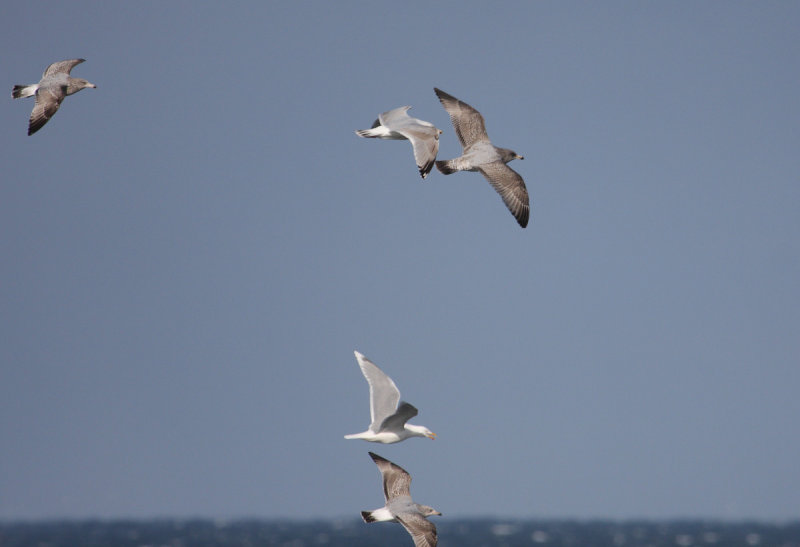 HybridVikingGull2c_Sandgerdi_31-03-2010_018.JPG