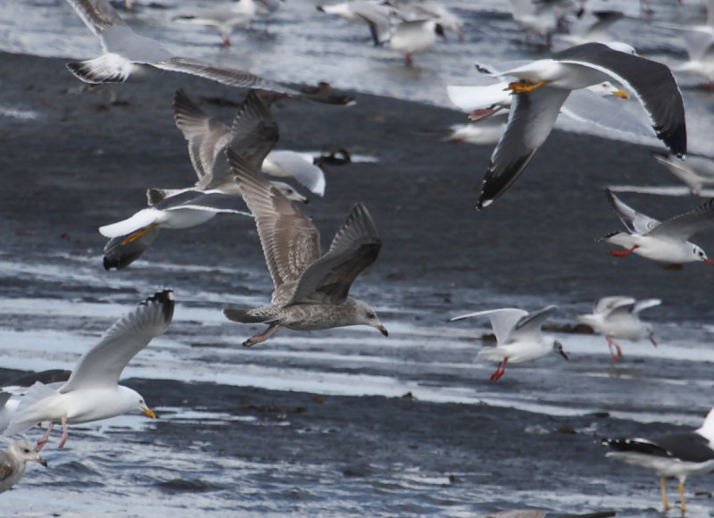 2nd cycle Viking Gulls - dark types