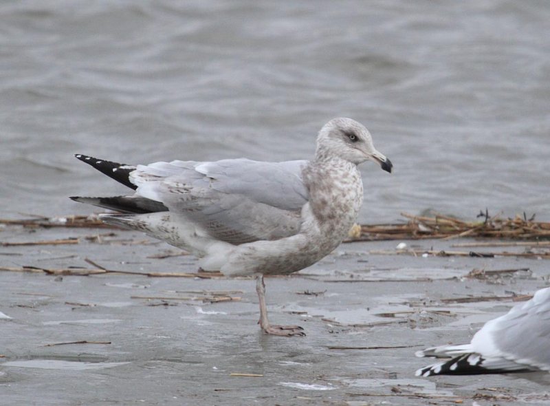 SmithsonianGull_3c_Newfoundland_20130201_020.JPG