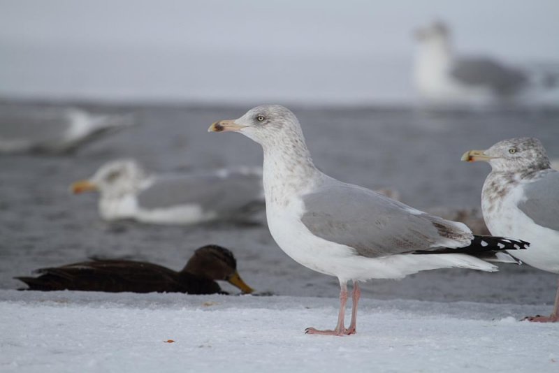 SmithsonianGull_3rdcycle_Newfoundland_20130125_022.JPG