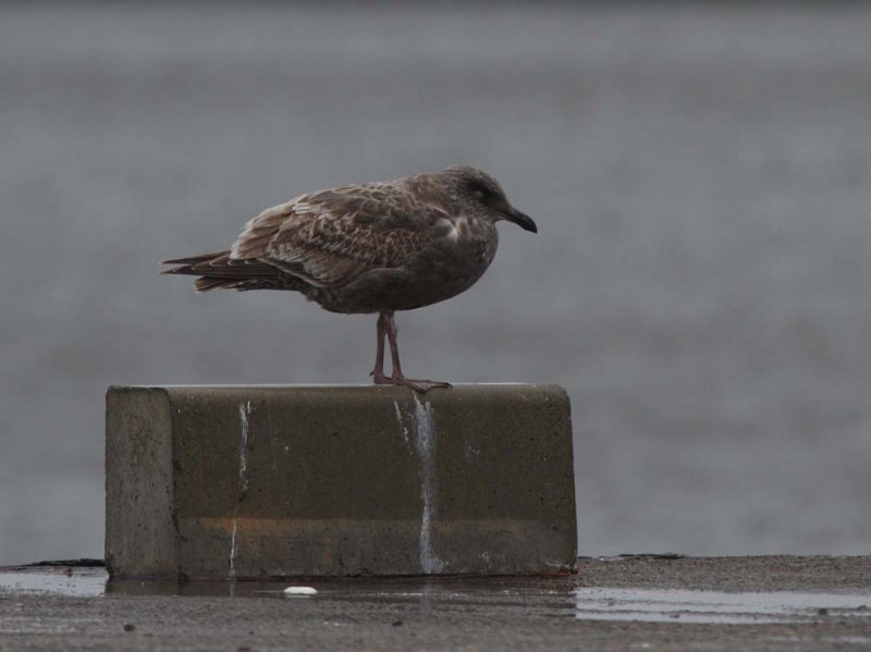 002_SlatybackedGull_1c_Choshi_Japan_20120305_011.JPG