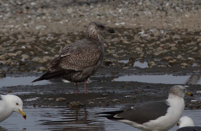 003_SlatybackedGull_1c_Choshi_Japan_20120316_489.JPG