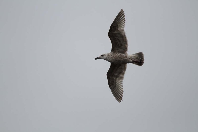 SlatybackedGull_1c_Choshi_Japan_20120305_052.JPG