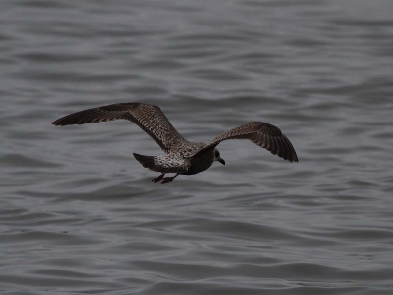 SlatybackedGull_1c_Choshi_Japan_20120306_084.JPG