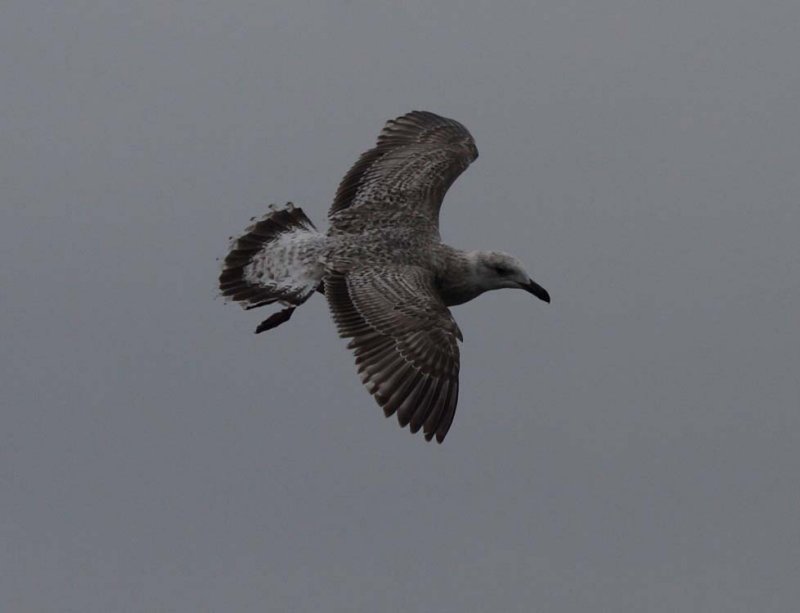 SlatybackedGull_1c_Choshi_Japan_20120308_264.JPG