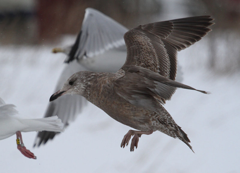 SmithsonianGull_1stcycle_Newfoundland_20130125_006.JPG