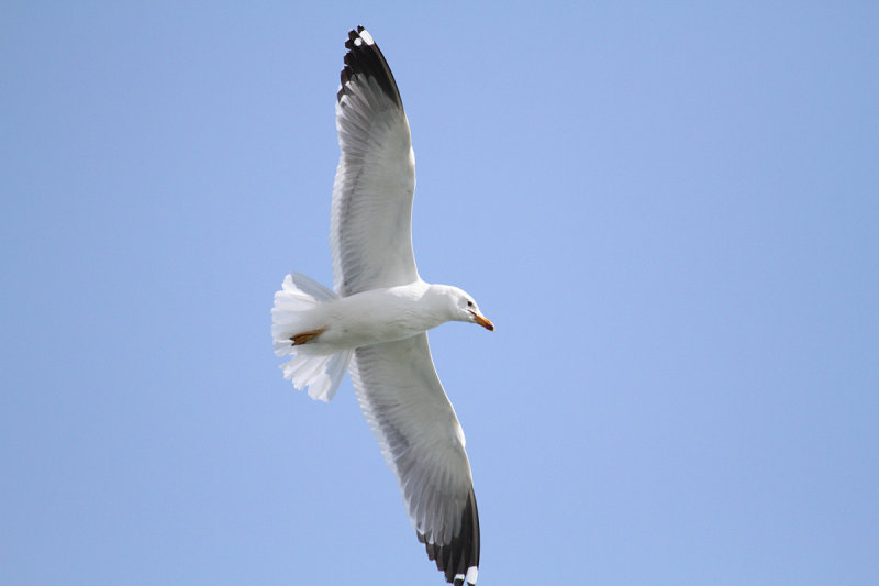 Armenian Gull