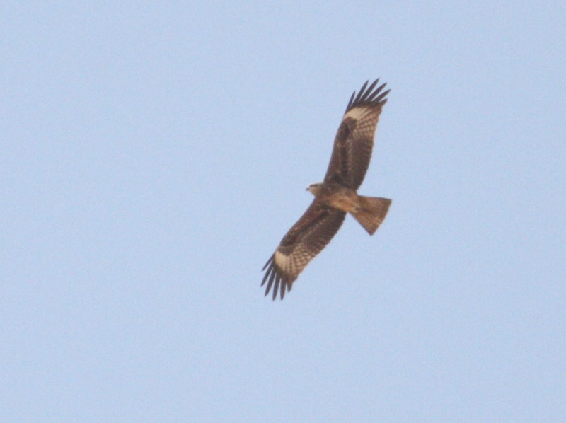 EasternBlackKite_Egypt_20160426_003.JPG