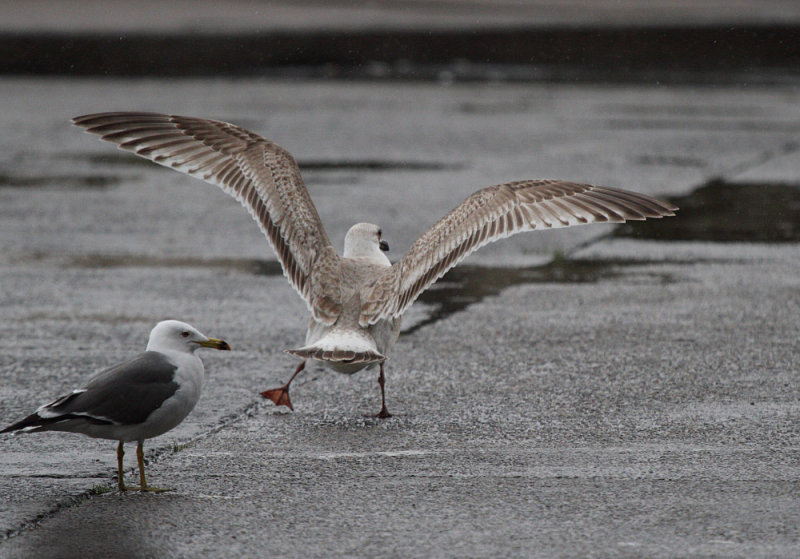 first-cycle Slaty-backed Gulls with pale tail