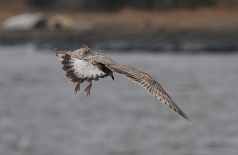 SlatybackedGull_1c_Choshi_Japan_20120306_079.JPG