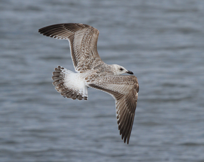 SlatybackedGull_1c_Choshi_Japan_20120311_370.JPG