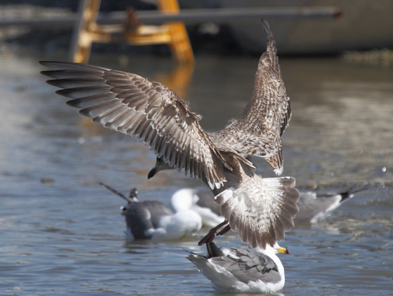 first-cycle Slaty-backed Gulls with pale tail