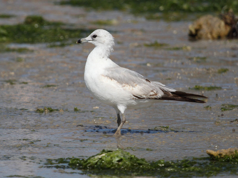 RingbilledGull_1c_BajaCalifornia_20160322_011.JPG