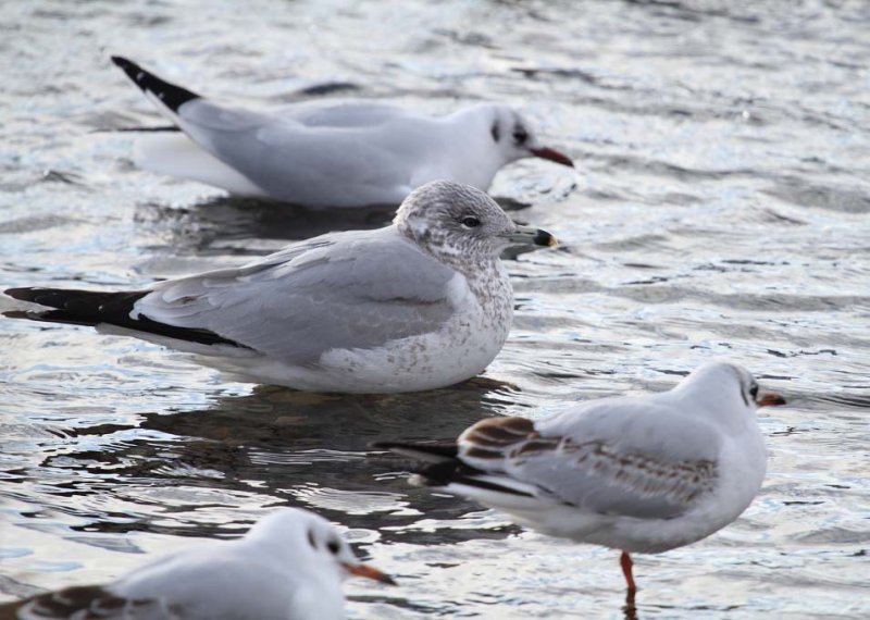 RingbilledGull_2c_small_Newfoundland_20130128_001.JPG