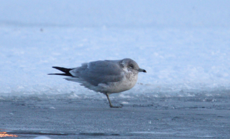 RingbilledGull_2w_Newfoundland_23Jan2013 (2).JPG