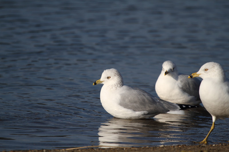 small Ring-billed Gulls