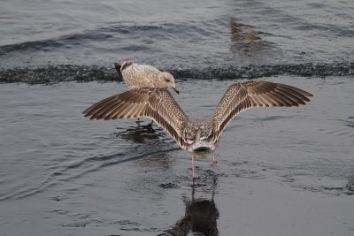 Taimyrensis_1c_Chiba_Japan_20120316_051.JPG