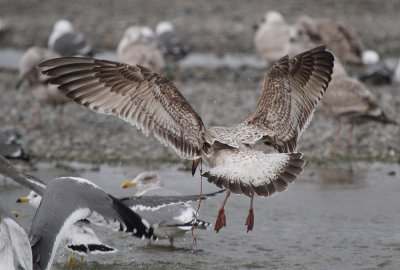 SlatybackedGull_1c_Choshi_Japan_20120307_186.JPG