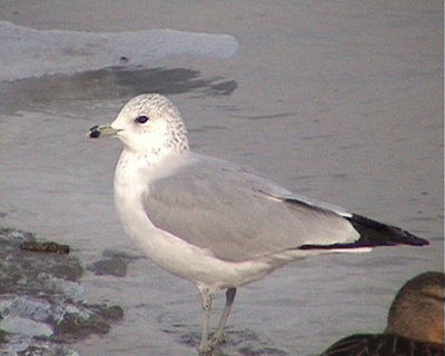 small Ring-billed Gulls