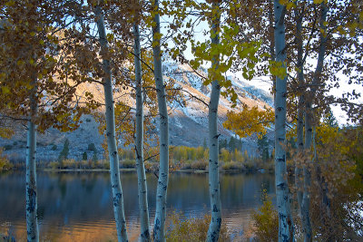 Sunset Aspen