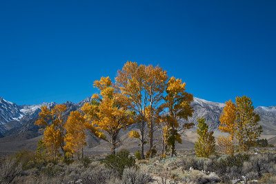 Eastern Sierra Fall 2013